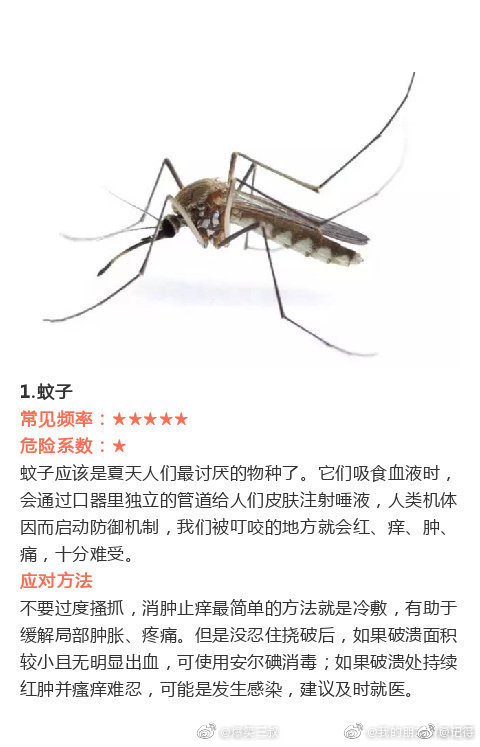 一些虫子咬伤后的紧急处理办法zt