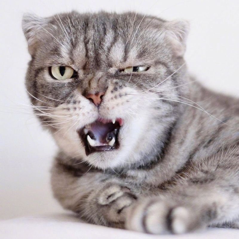 超奶凶的折耳猫咪:人家超凶的呢,喵呜 zt