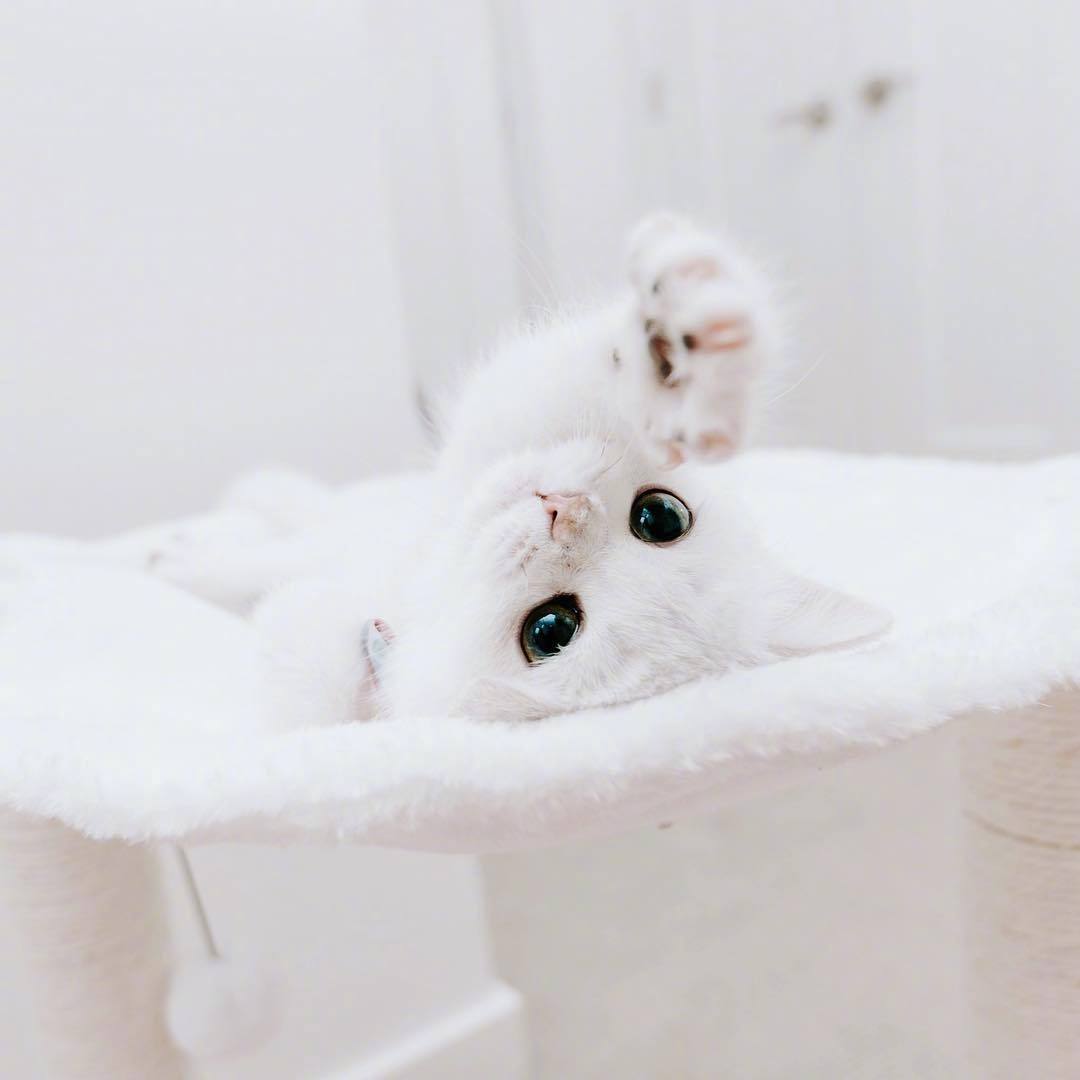 自带眼线的小白猫这么可爱的小眼神谁顶得住啊zt