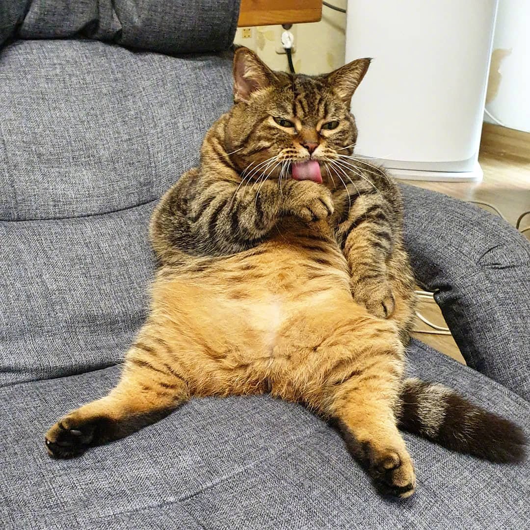 这只胖喵什么水平zt