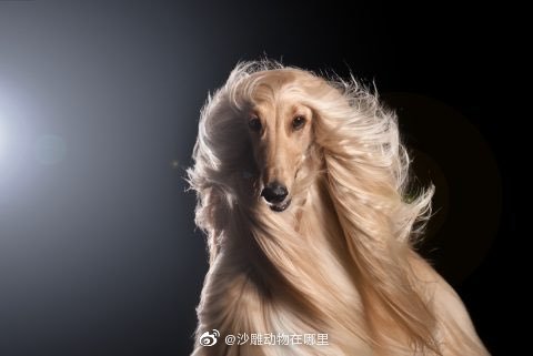 阿富汗猎犬发型图片