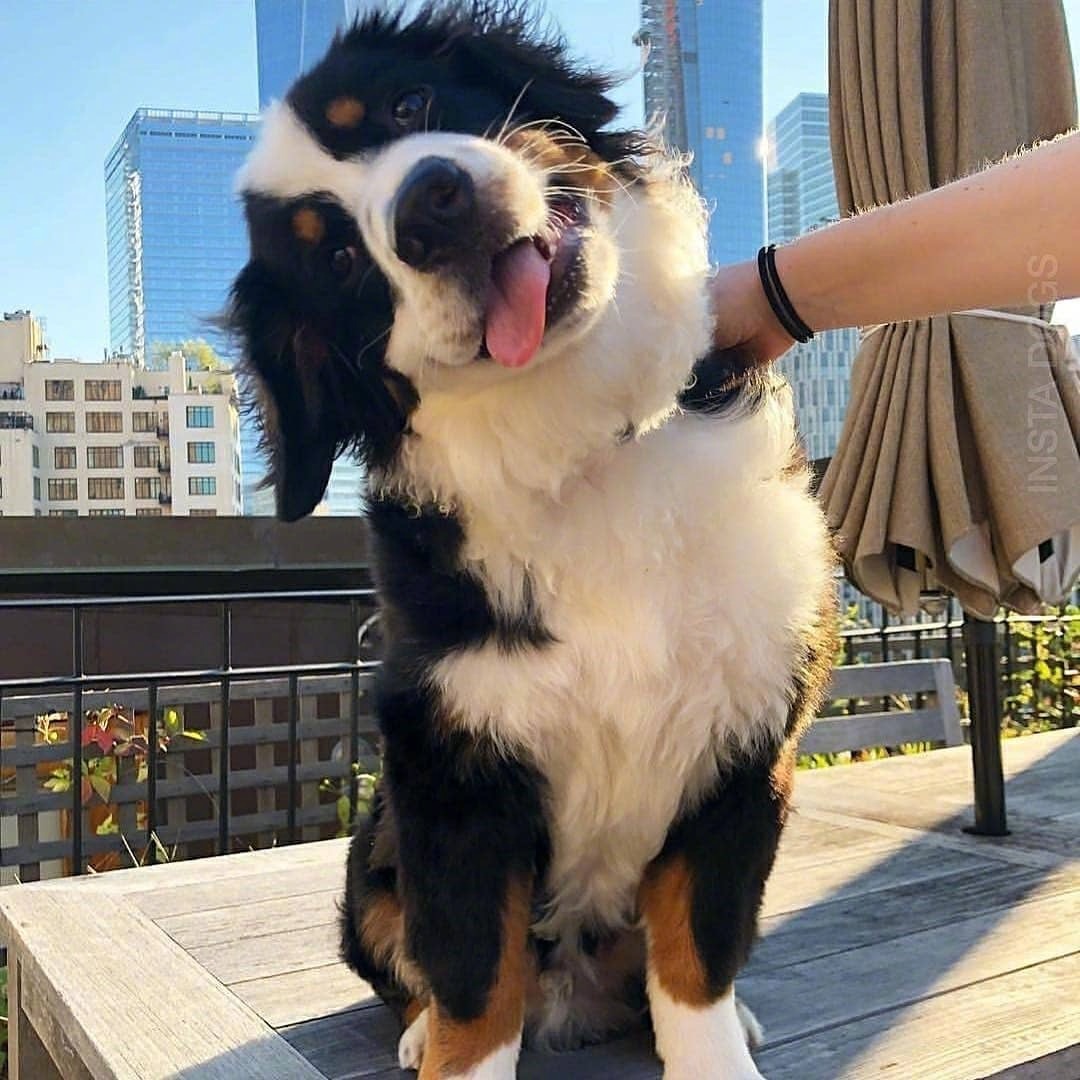 一组傻里傻气的歪脖杀呆萌呆萌的zt