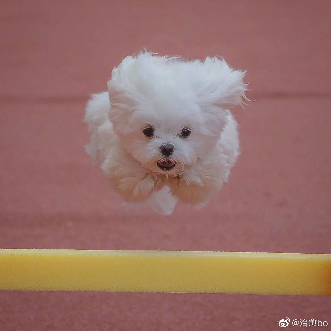 它好可爱像一团小云朵zt