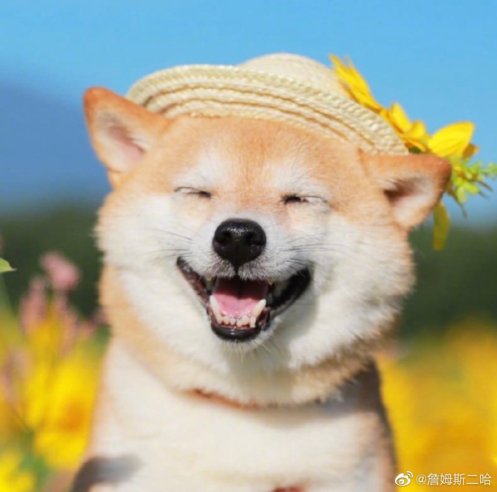 狗狗开心大笑的图片图片