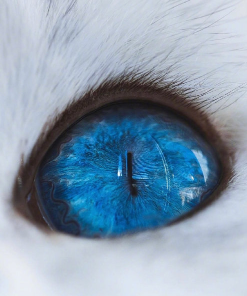 蓝色的猫眼睛,真是太漂亮了! zt