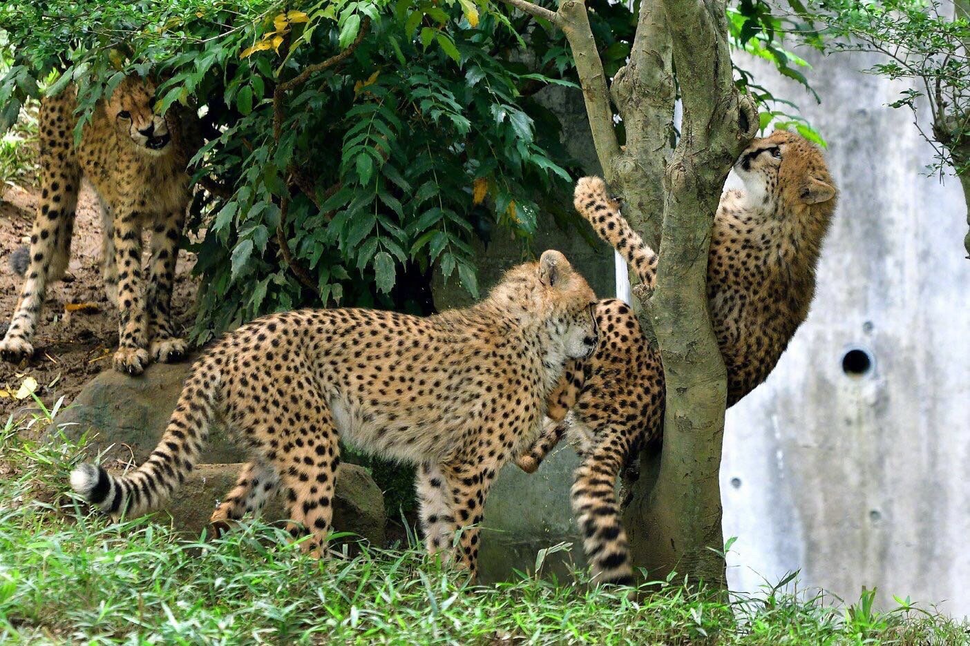 岛国多摩动物园,夹在树上困惑的宝宝 zt