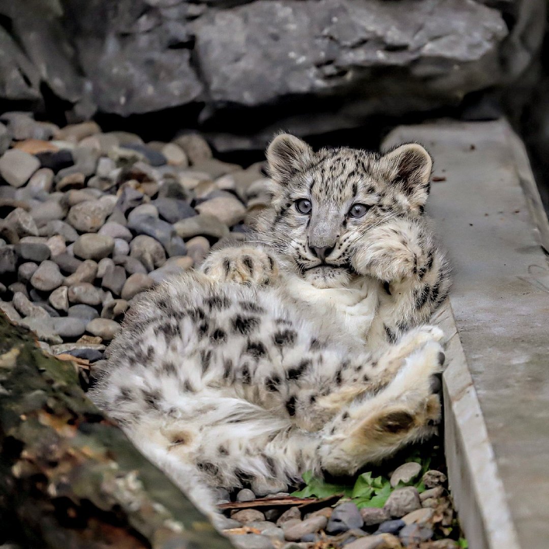 雪豹崽子翻肚肚,居然也有点可爱 zt