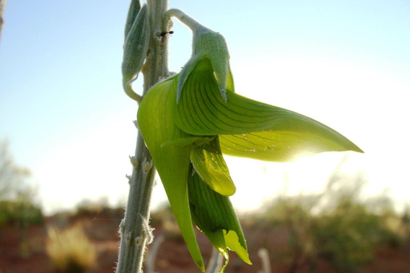 澳大利亚北部 一种叫青鸟花的植物 这也太像鸟了吧zt 虎扑