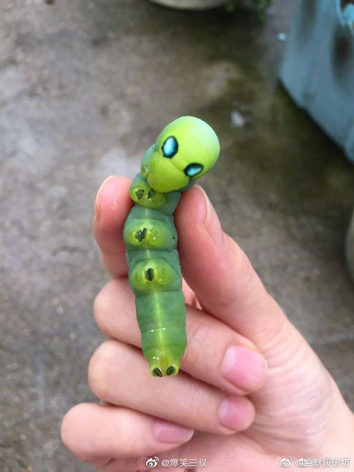 这是什么虫,有认识的吗? zt