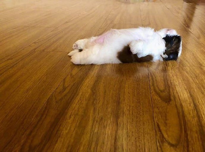 一位主人自家狗原地瘫倒睡觉的样子,真可爱~ zt