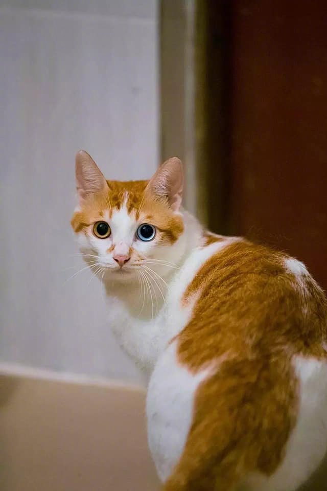 第一次见到橘猫异色瞳的,什么水平? zt