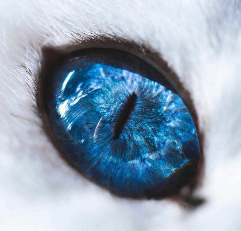 蓝色的猫眼睛真是太漂亮了zt