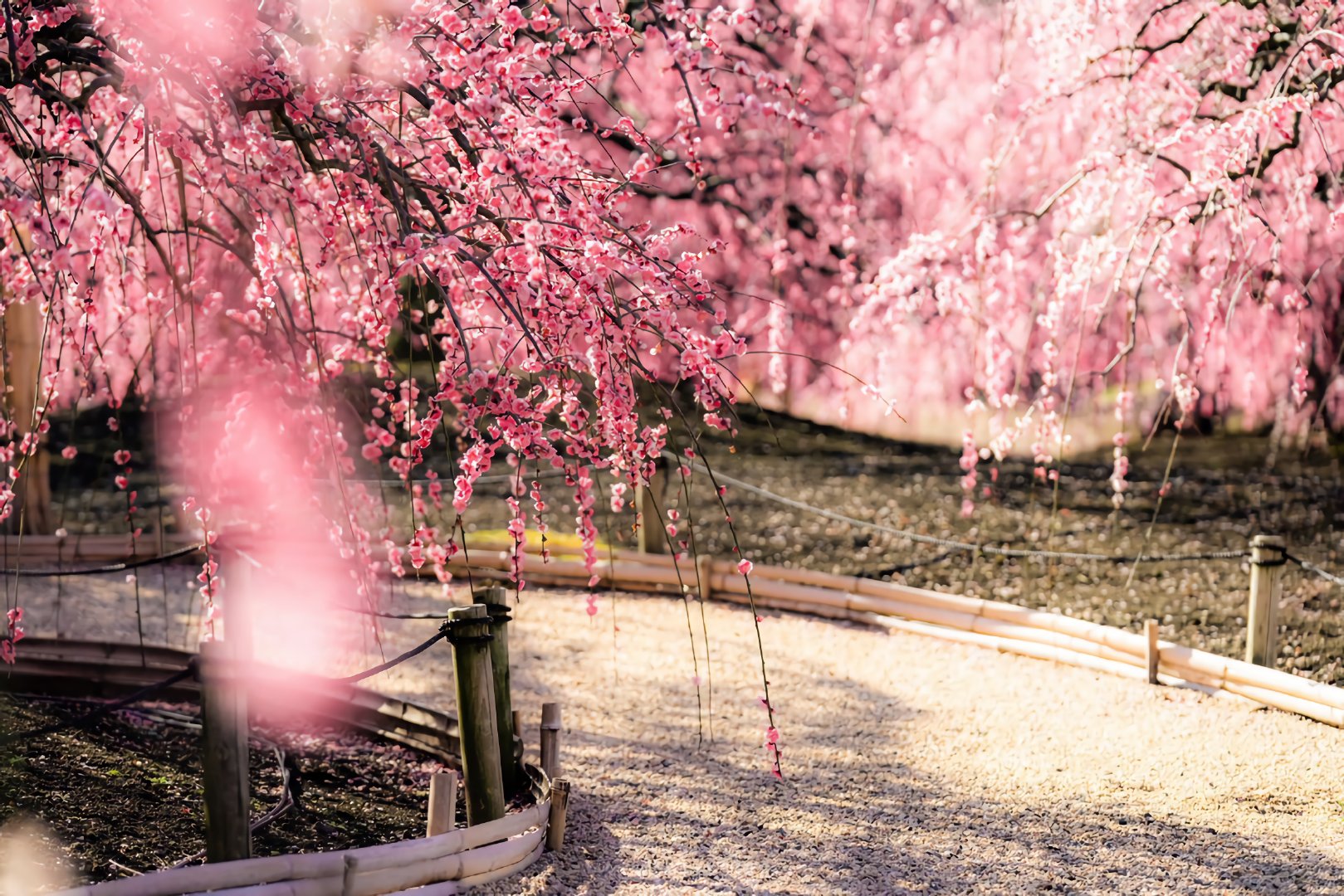 日本摄影师wasabitool镜头下三重铃鹿庭园的"枝垂梅"~ zt