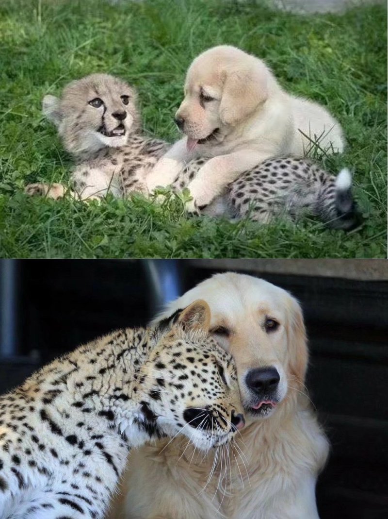 动物的友情,这是一辈子好朋友 zt