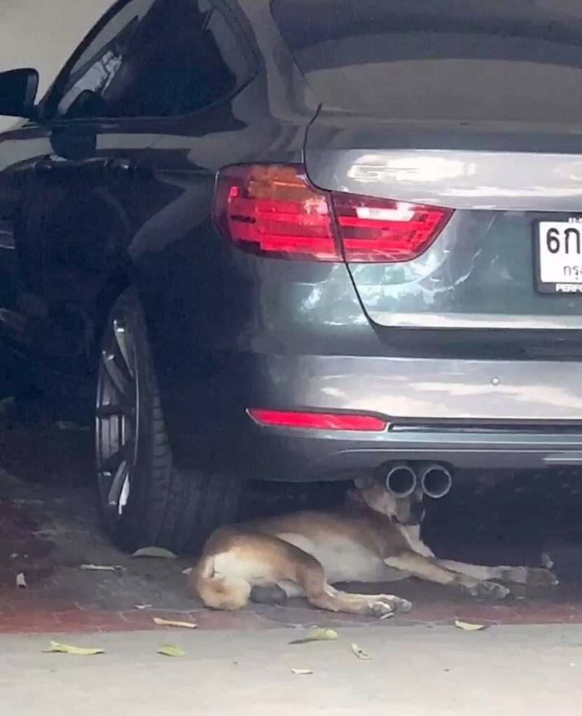 哈哈哈一只自带望远镜的狗zt