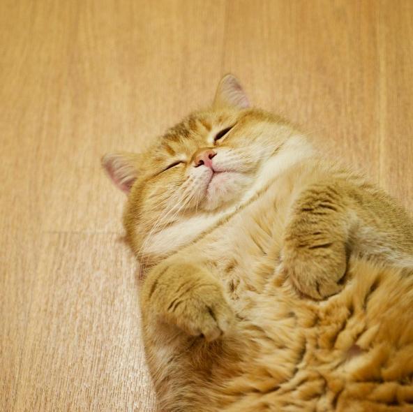 今日份吸猫,一只呆萌的小胖猫 zt