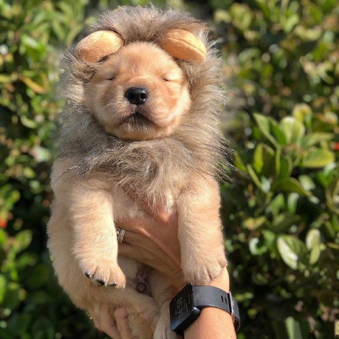 奶凶奶凶的小狮子,也太可爱了 zt