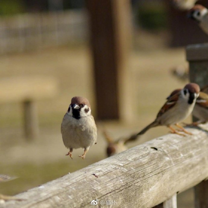 别人吸猫我吸麻啾zt