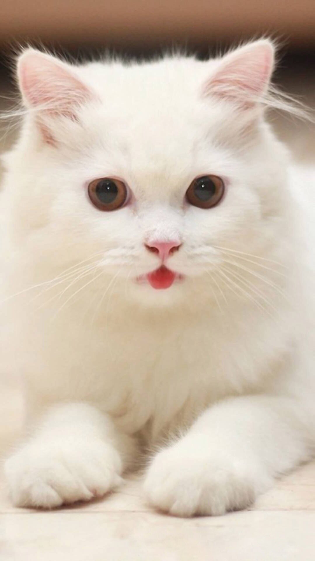 猫咪吐舌头好可爱zt