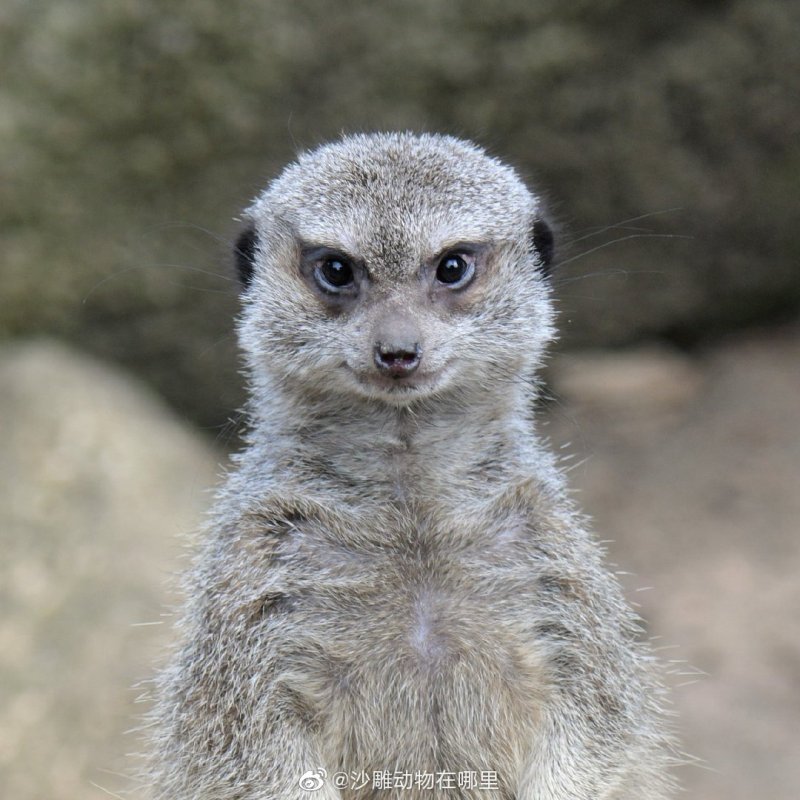 动物园的狐獴酱,眼神突然变得犀利起来 zt
