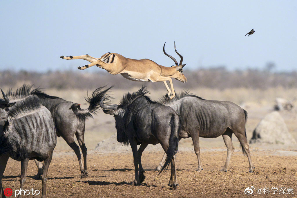 这只玩心大的羚羊为了追逐小鸟,展现了令人惊叹的跳跃力 zt-动物萌宠