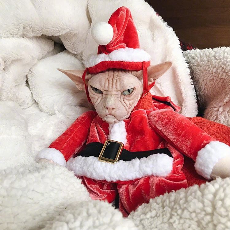 这只无毛猫名叫loki浑身透露着大佬的气质看起来很不好惹zt