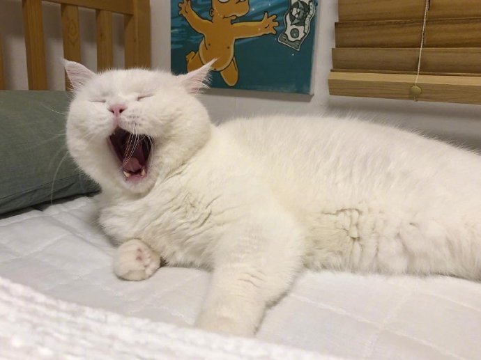 猫咪打哈欠的样子也是很可爱了zt