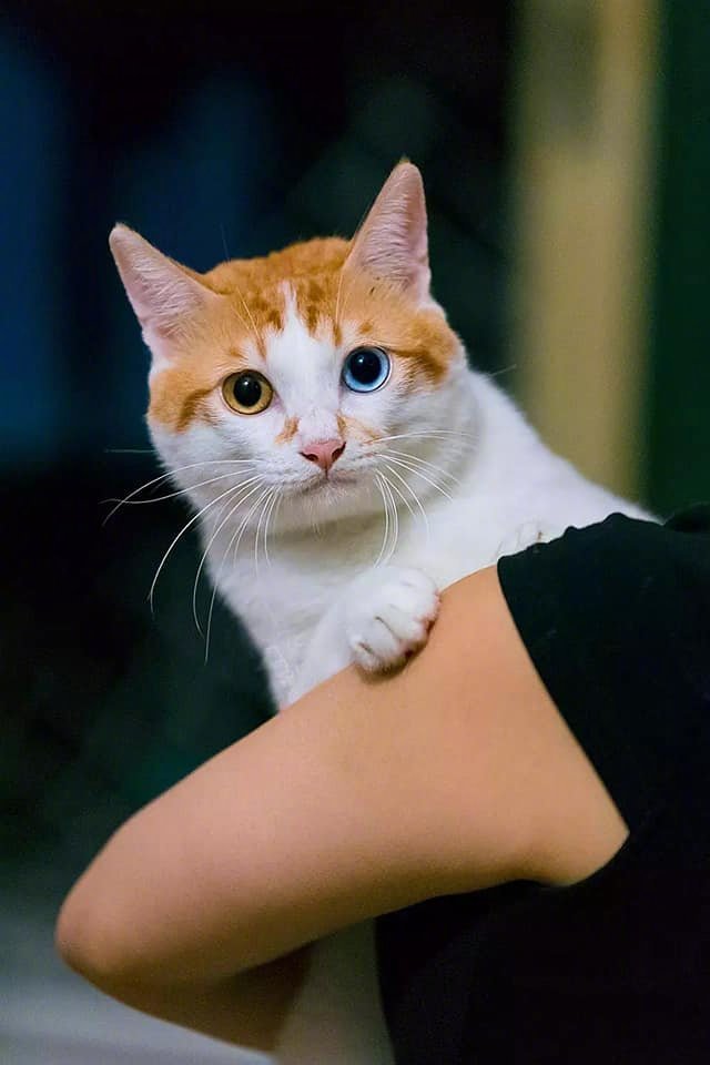 第一次见到橘猫异色瞳的,什么水平? zt