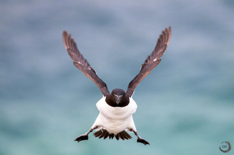 刀嘴海雀,可以说是侧颜杀手了 zt
