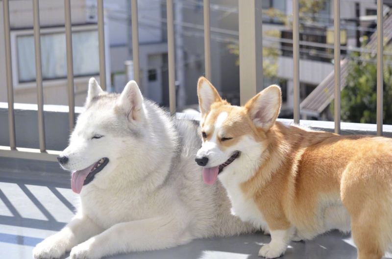 哈士奇与柯基的友情～身高差之萌 zt