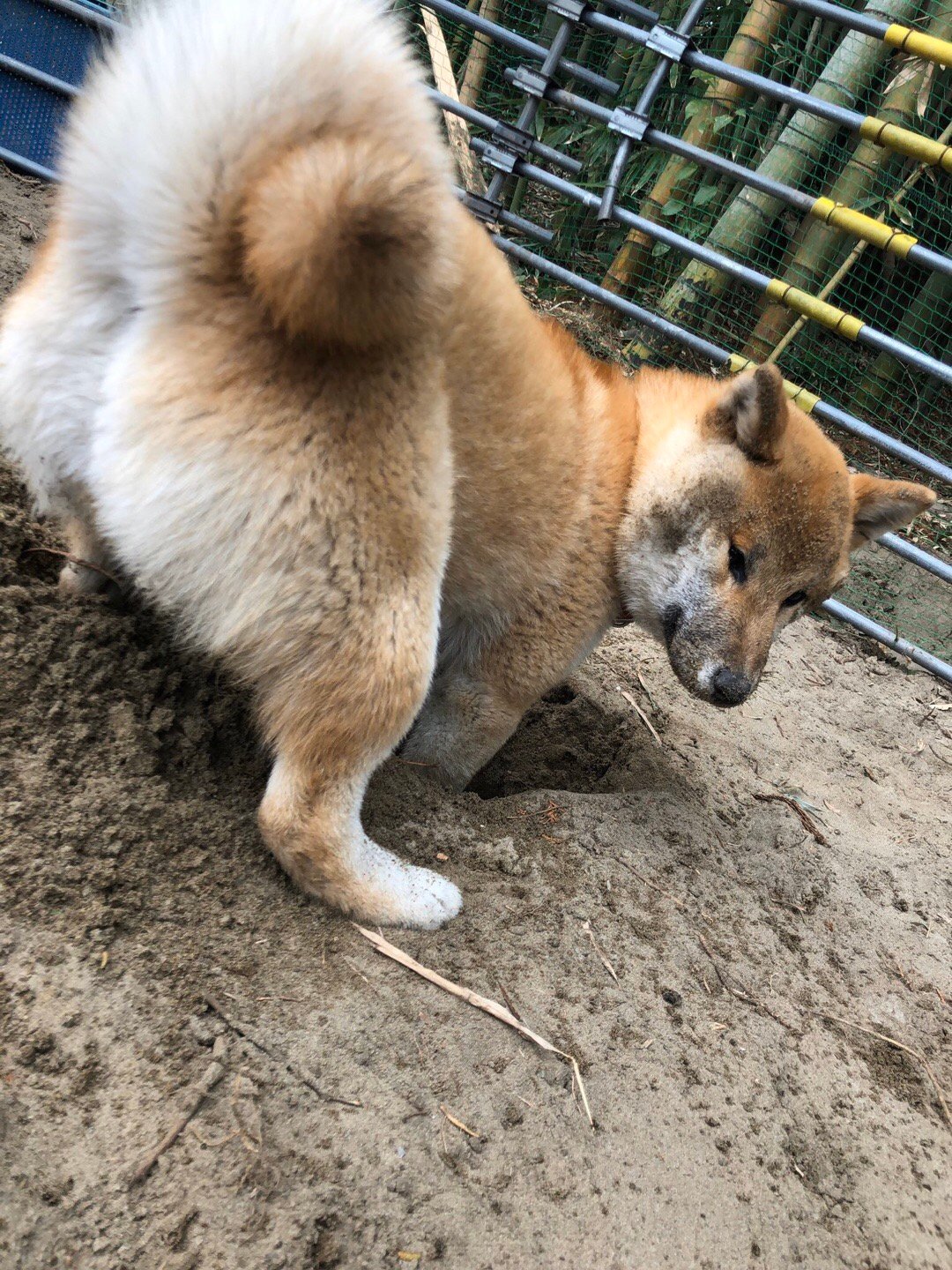 有人想知道从后面看狗子刨土的样子那就康康柴犬そらzt
