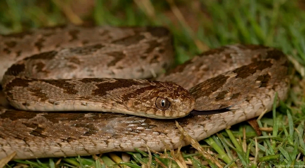 想养一条不吃老鼠的蛇来试试这种专吃蛋的蛇吧zt