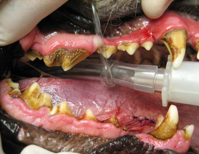 给狗狗洗牙,究竟是怎么洗的?看完觉得给狗刷牙