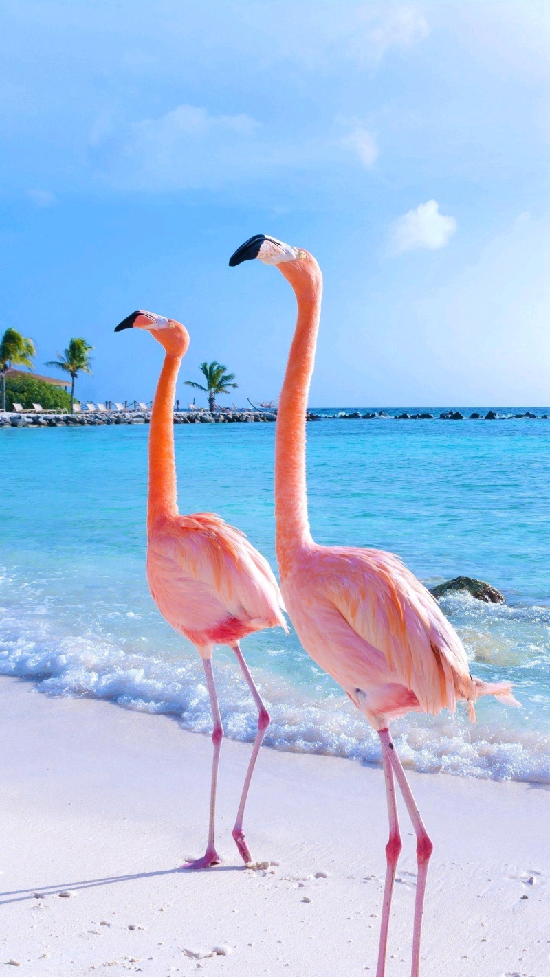 海边情侣的火焰鸟儿儿儿