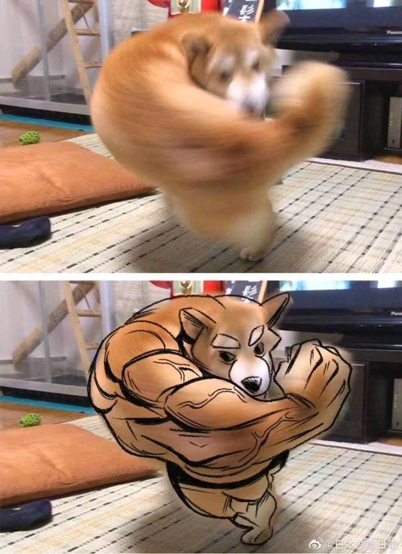 柴柴的经典转圈圈被沙雕网友恶搞,太酷了吧!给大触跪了!