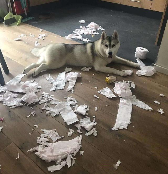 二,拆迁办大队长——阿拉斯加