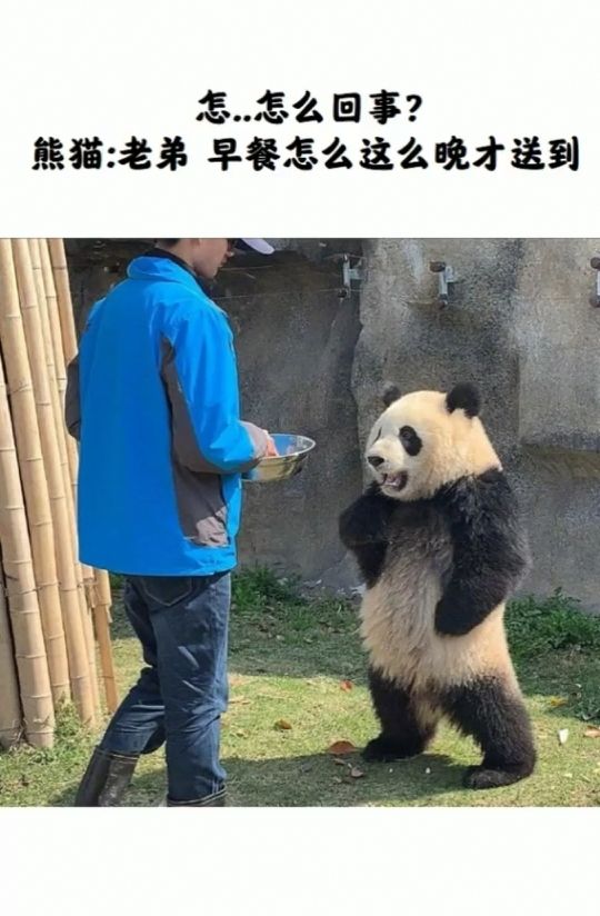 叉腰表情包熊猫图片