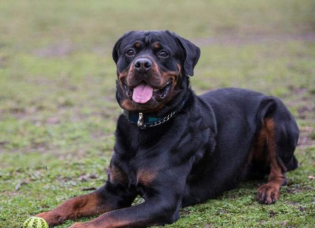 为了罗威纳犬的健康 请停止这些做法 会缩短它寿命的 Zt 虎扑