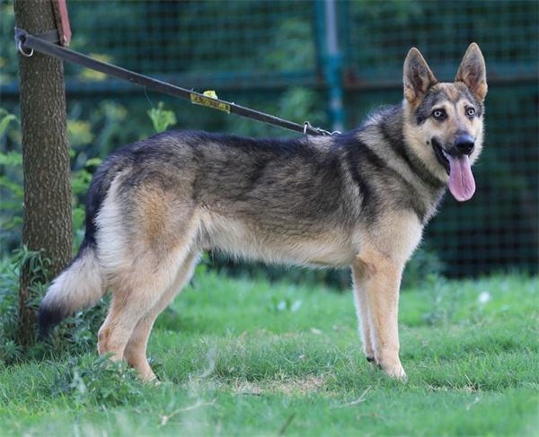 培育的大型工作犬,不管是在工作能力还是服从性上都不弱于德国牧羊犬