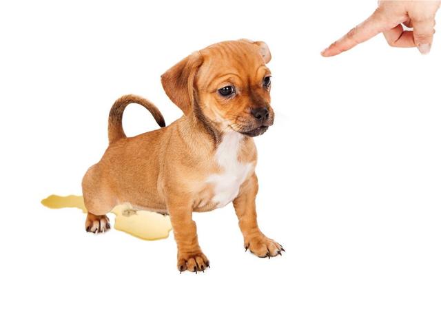 铲屎官的这5种行为,很容易对狗狗造成"压力",你清楚吗? zt