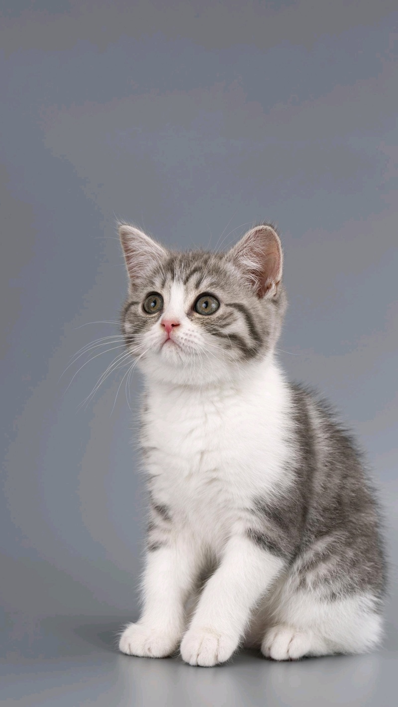 模特样的小小小猫咪