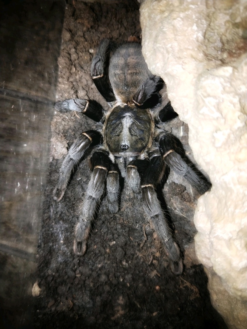 点巨大体型,燎原巨大毒牙,高毒性,成为中国市场,中国捕鸟蛛的捍卫者