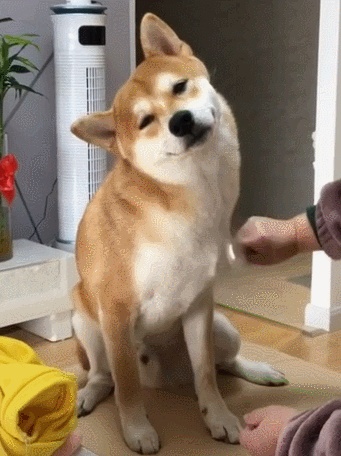 坚持这5个好习惯 你狗狗的寿命会比平均寿命要长 Zt 虎扑 坚持这5个好习惯 你狗狗的寿命会比平均寿命要长 Zt 虎扑