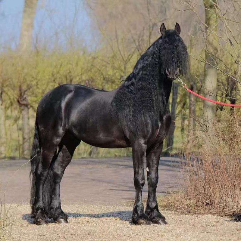 被誉为世界上最帅的马,你觉得弗里斯兰马帅吗? zt