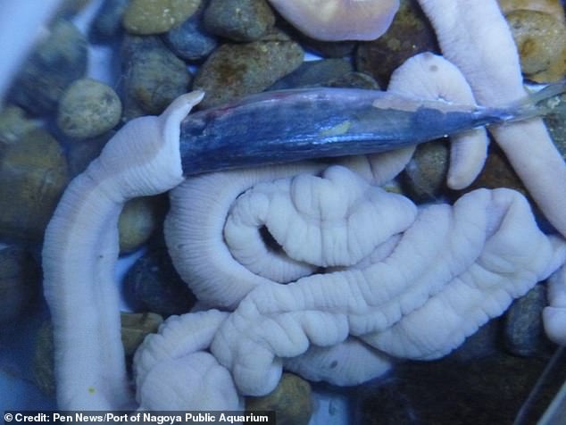 日本一水族馆海虫吞食整条死鱼,画面"恶心但可爱"