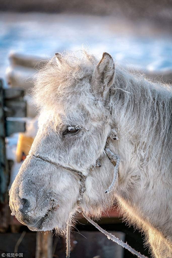 西伯利亚的守望者——雅库特马 zt