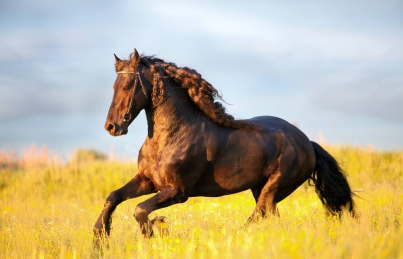 一组马儿的奔跑图,你是不是喜欢上了奔跑的感觉? zt_虎扑