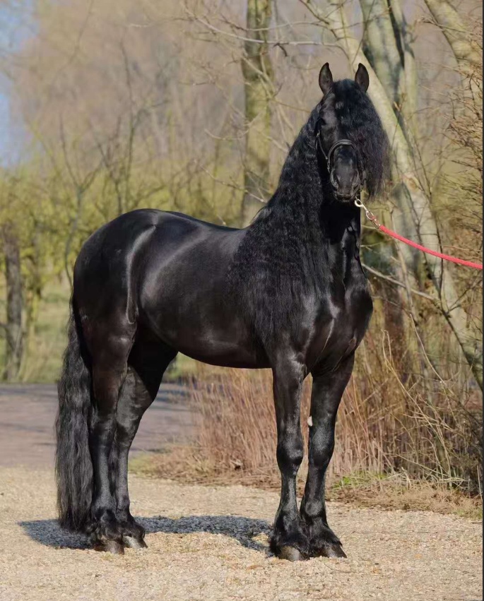 被誉为世界上最帅的马,你觉得弗里斯兰马帅吗? zt