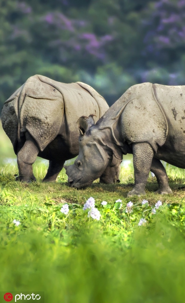 "双头犀牛"?印度大学生意外捕捉搞笑错位照 zt