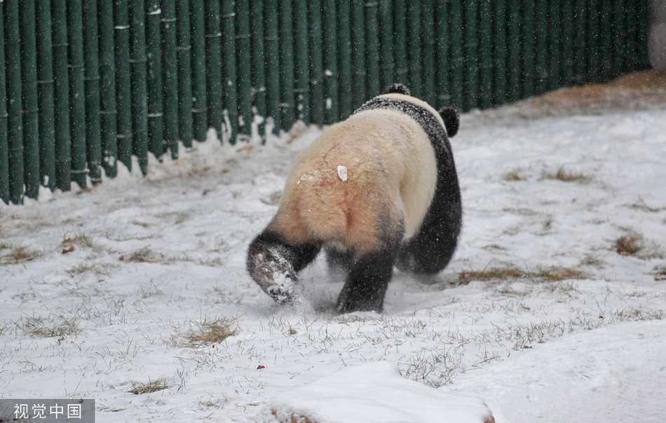 日本年轻人看动物屁屁解压大熊猫屁屁最治愈zt